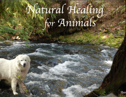 Natural Healing for Animals